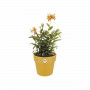 Plant pot Elho 9262302511800 Ocre Plastic Circular Ø 24,7 x 23,2 cm