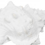 Figurine Décorative Blanc Conque 21 x 14 x 12 cm sur la caverne des p
