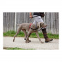 Hundegeschirr Company of Animals Halti Schwarz/Rot Gru00f6u00dfe S (36