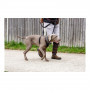 Dog Harness Company of Animals Halti Size S (26-36 cm)