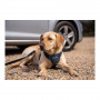 Imbracatura per Cani Company of Animals CarSafe Nero Taglia XS