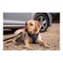 Harnais pour Chien Company of Animals CarSafe Noir Taille S